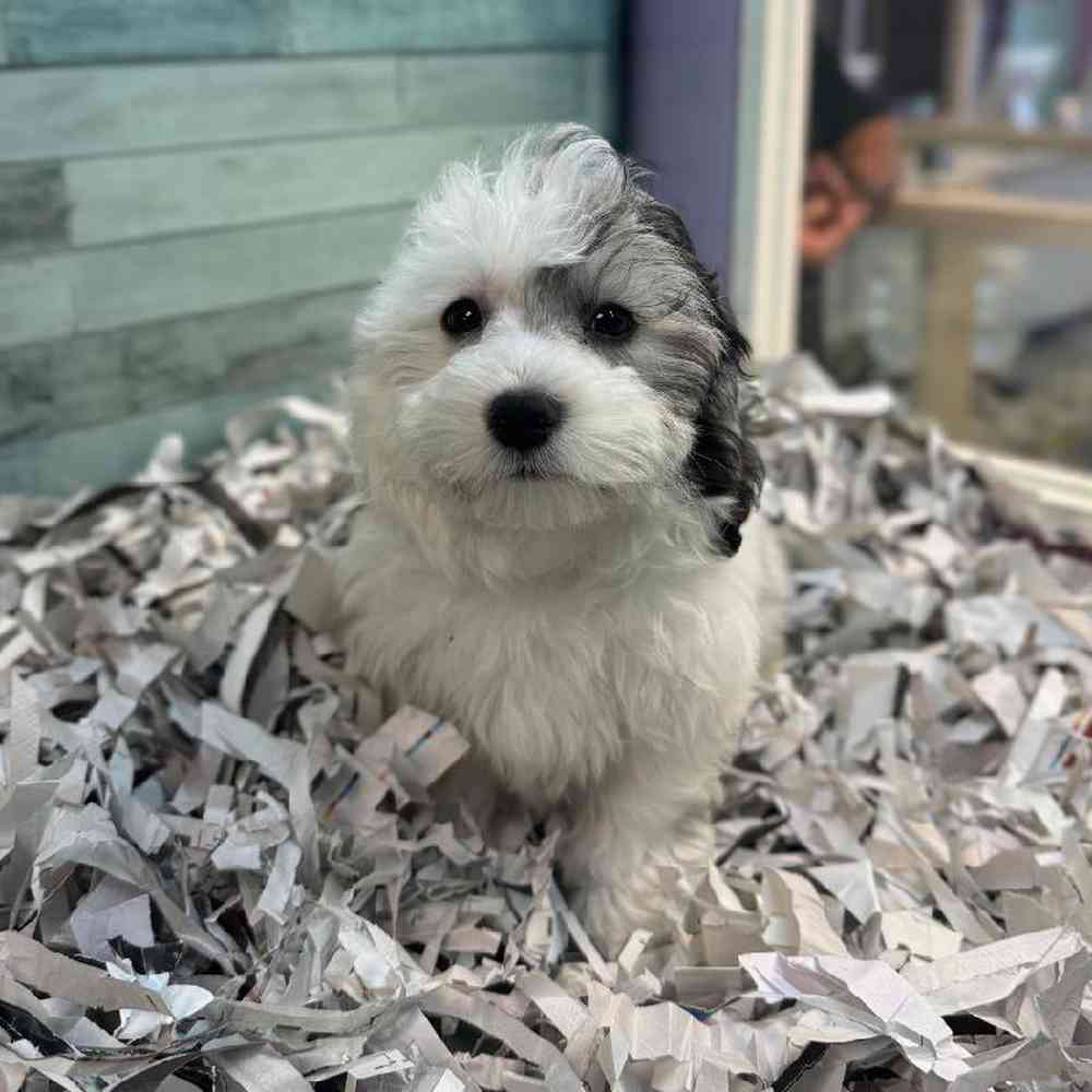 Image of a pet breed in the gallery