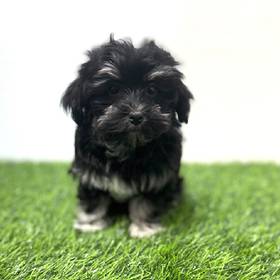 Havanese
