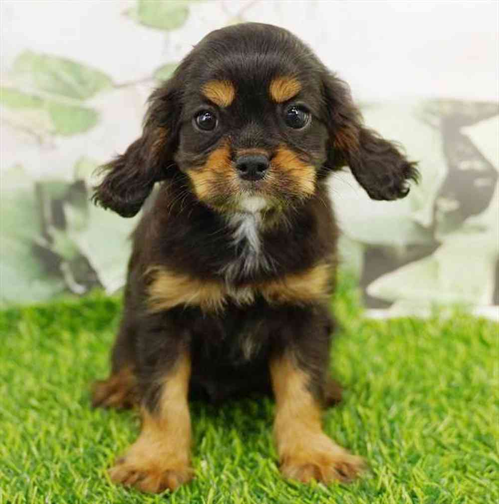 pet breed image