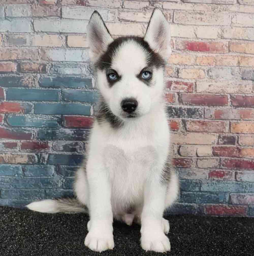 Image of a pet breed in the gallery
