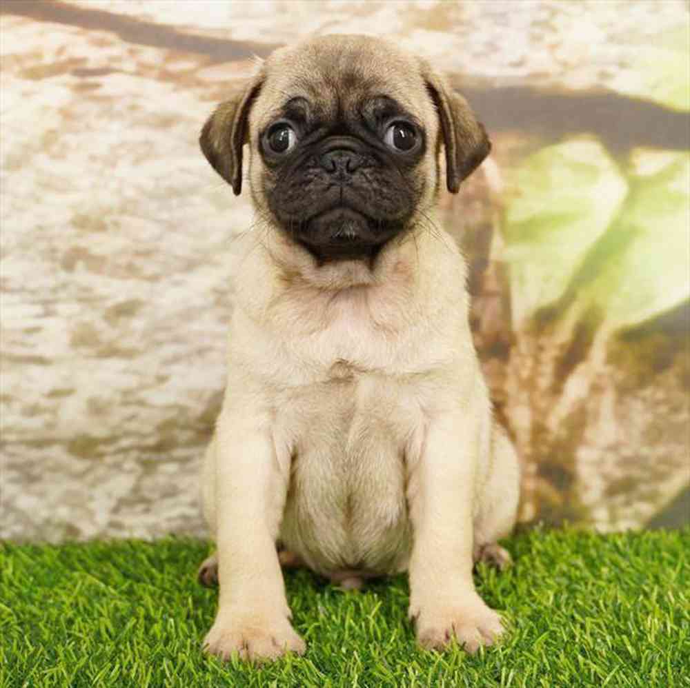 Image of a pet breed in the gallery