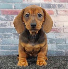Dachshund