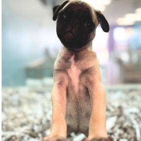 Pug