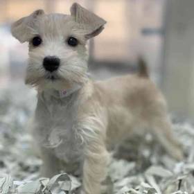 Mini Schnauzer