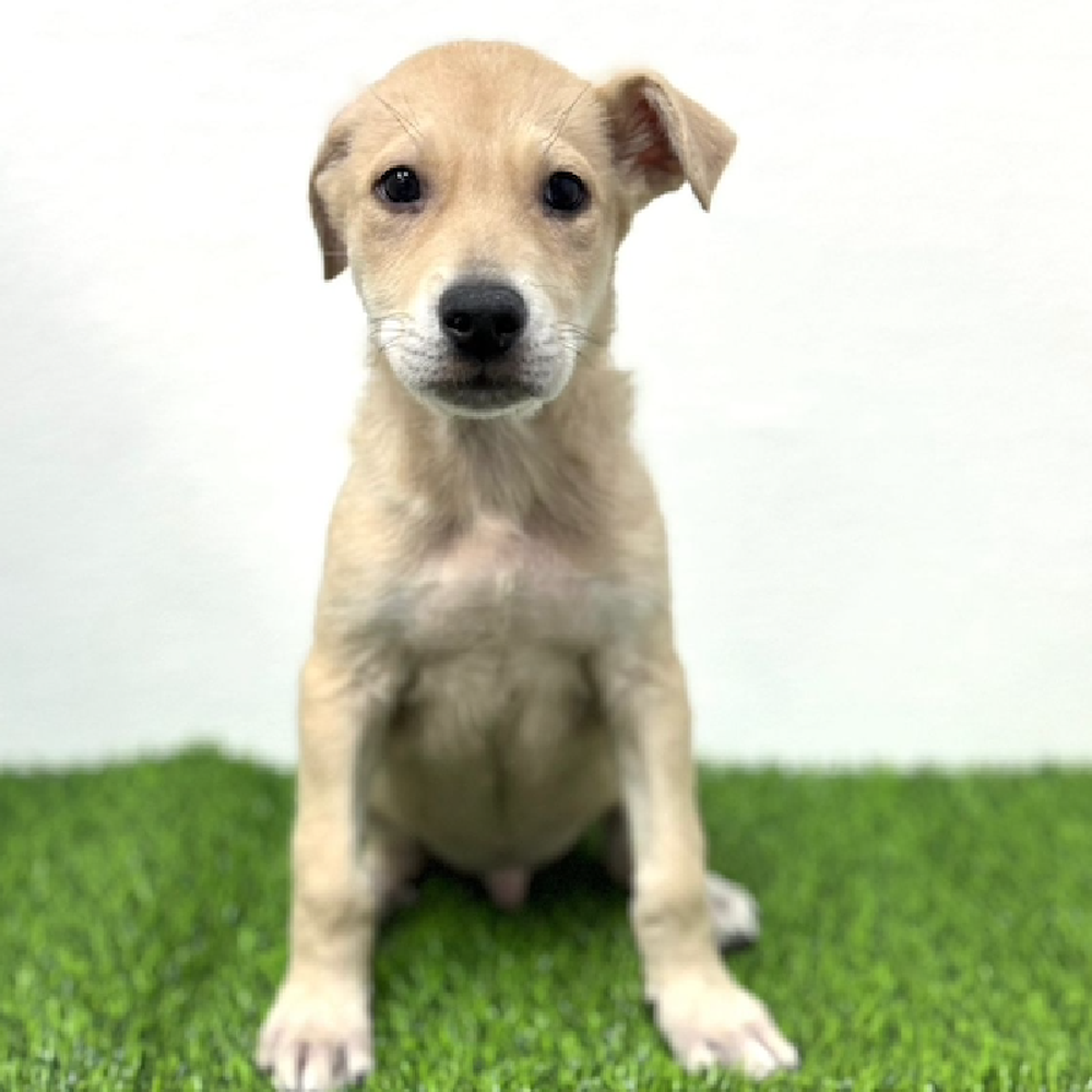 Image of a pet breed in the gallery