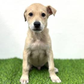 German Shepherd-Transylvanian Hound