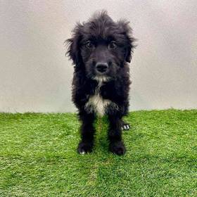 Australian Shepherd-Golden Retriever