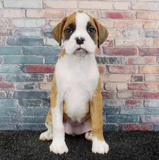 Boxer