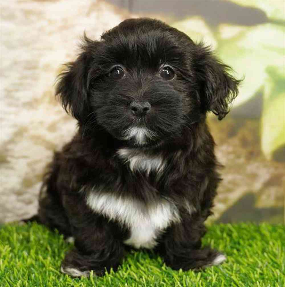 Image of a pet breed in the gallery
