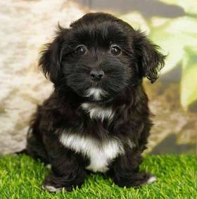Havanese
