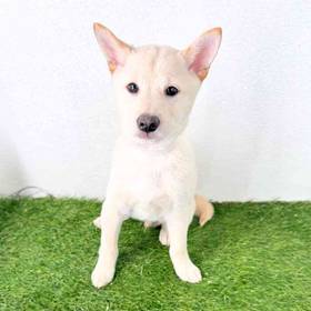 Shiba Inu