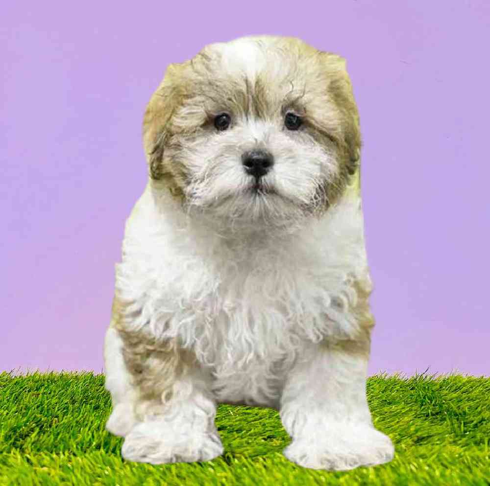 carousel pet images