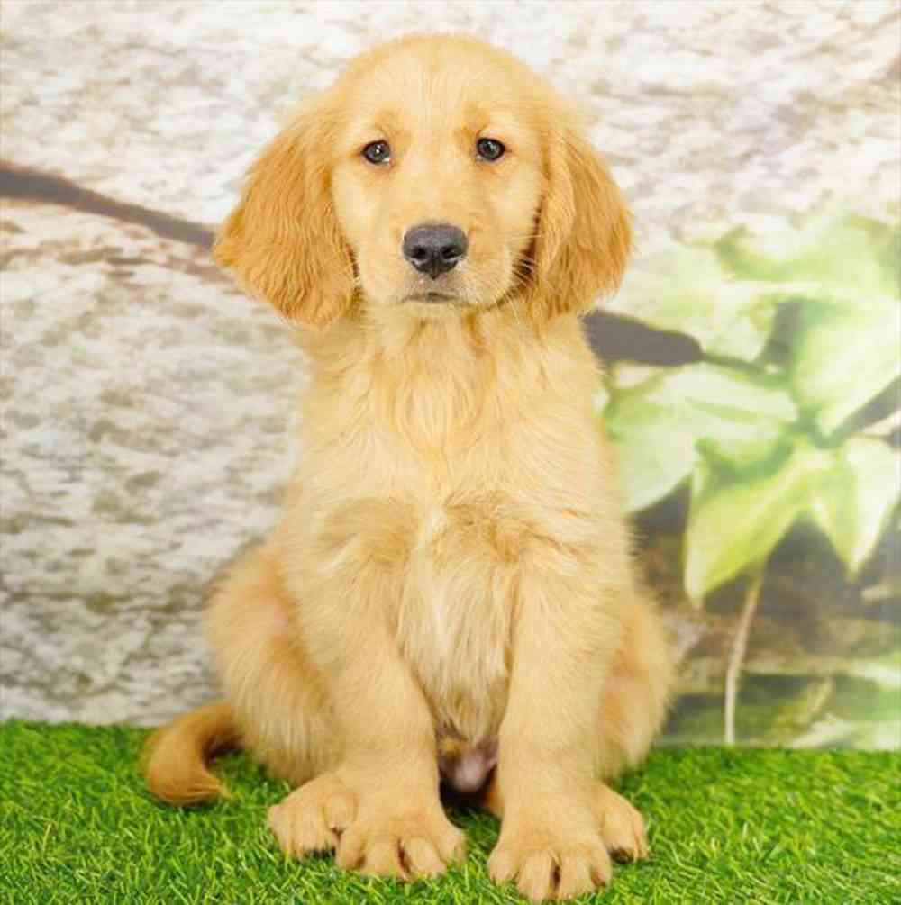 Image of a pet breed in the gallery
