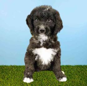 Bernedoodle