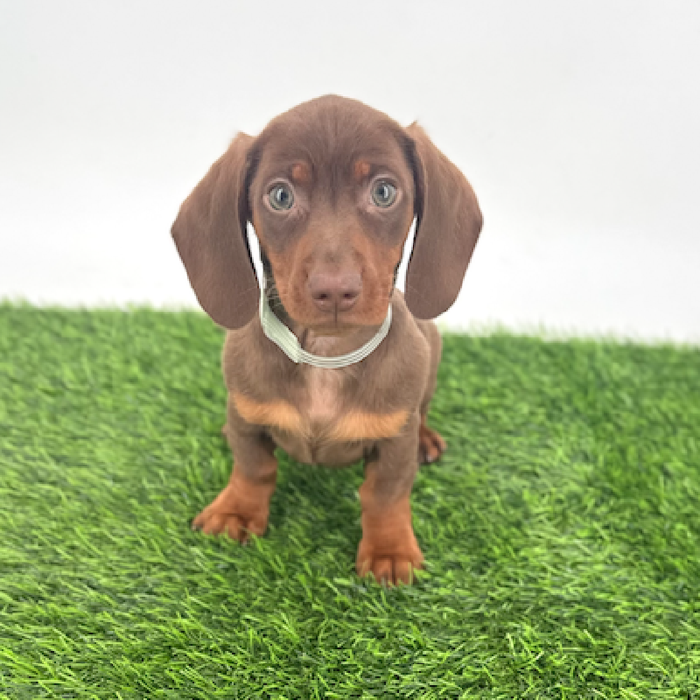 Image of a pet breed in the gallery