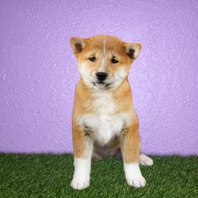 Shiba Inu