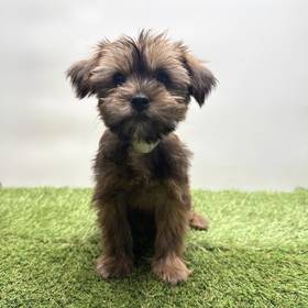 Shorkie