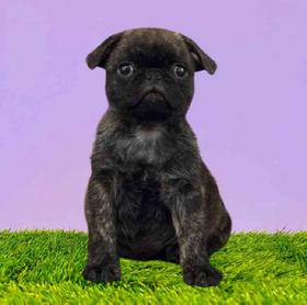 Pug