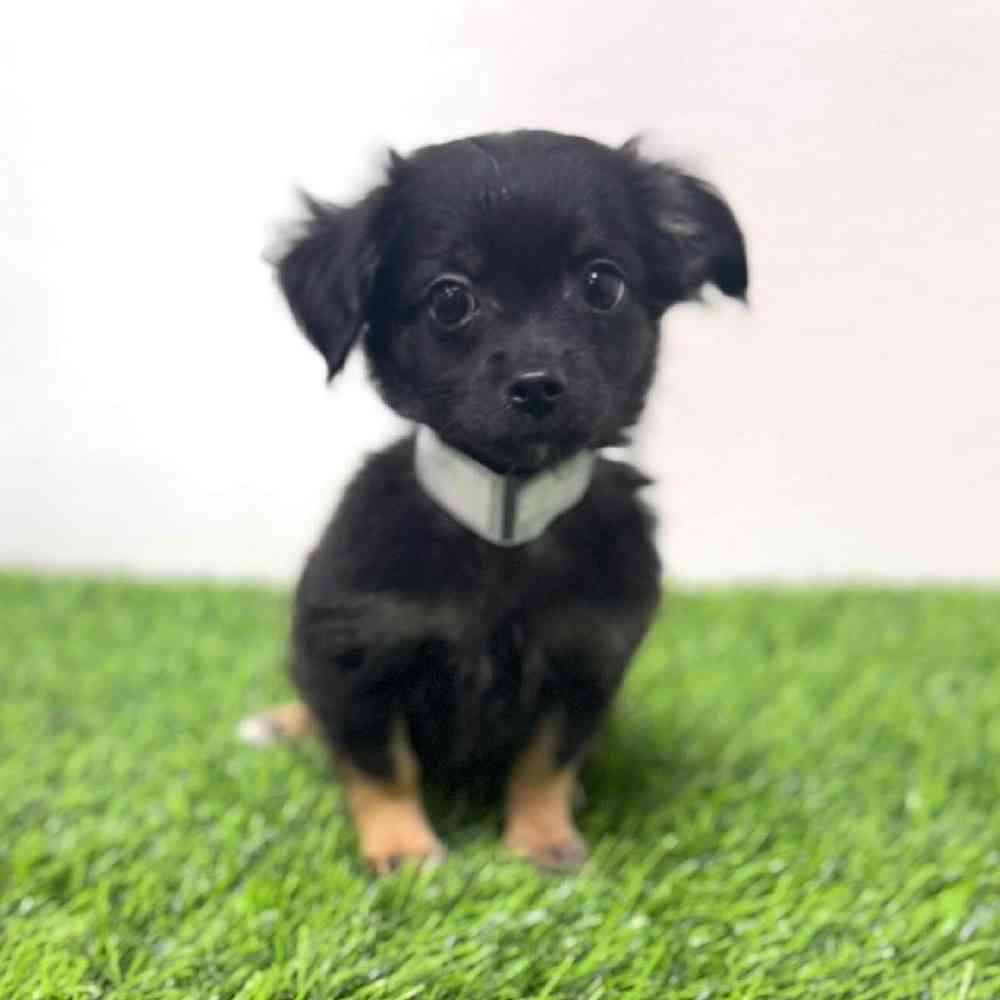 Image of a pet breed in the gallery