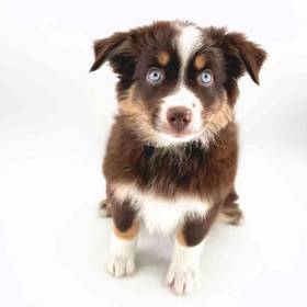 Mini Australian Shepherd