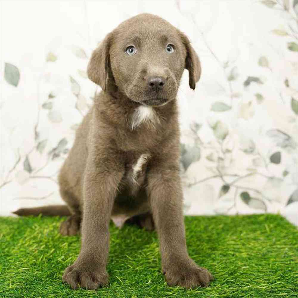 Image of a pet breed in the gallery