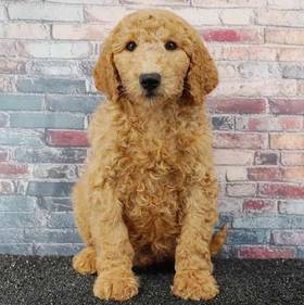2nd Gen Mini Goldendoodle