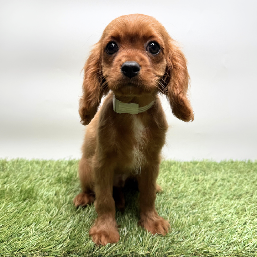 pet breed image