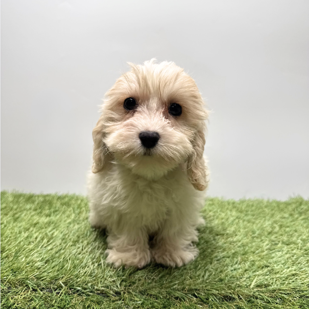 Image of a pet breed in the gallery