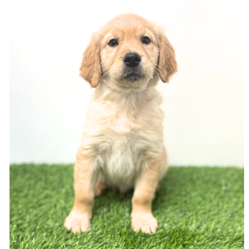 Image of a pet breed in the gallery