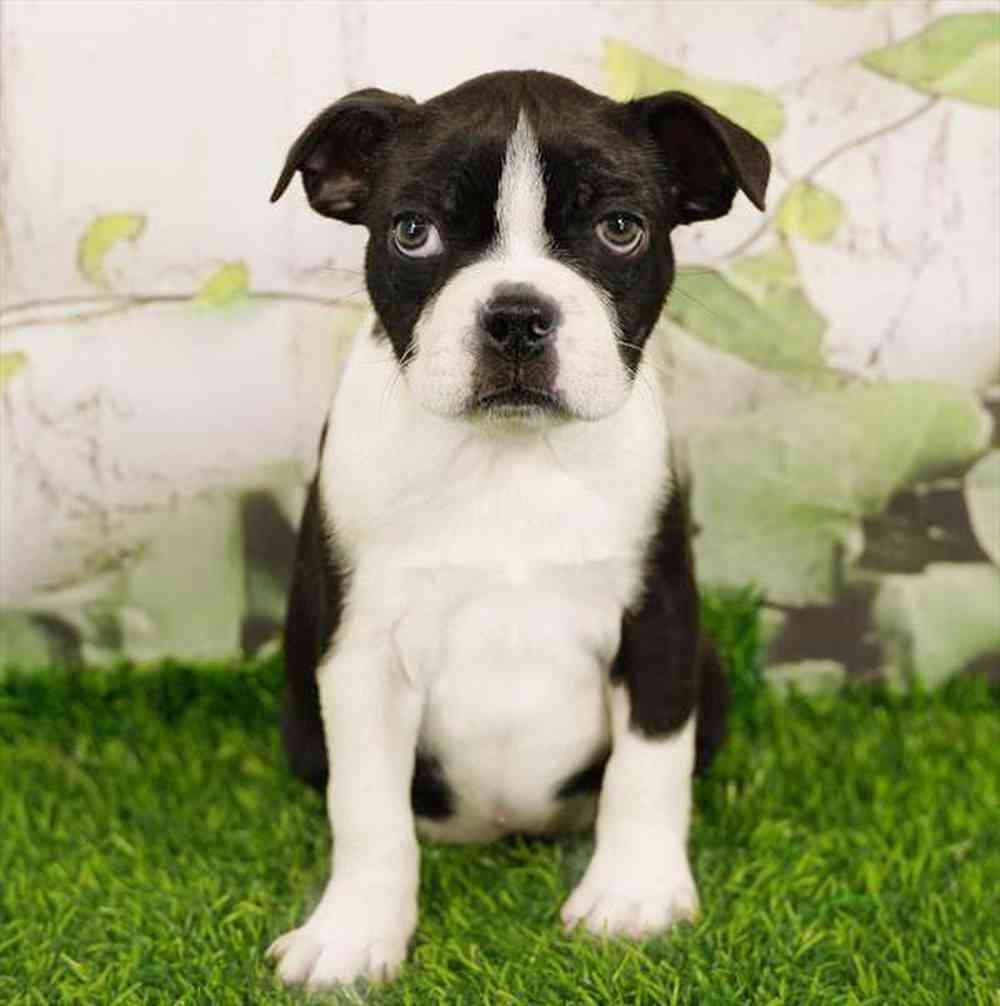 Image of a pet breed in the gallery