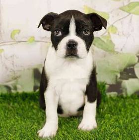 Boston Terrier