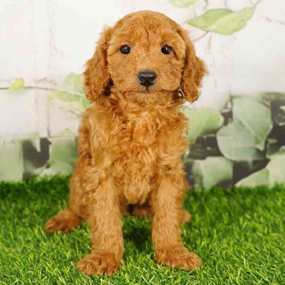 pet breed image