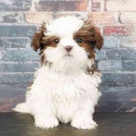 Shih Tzu