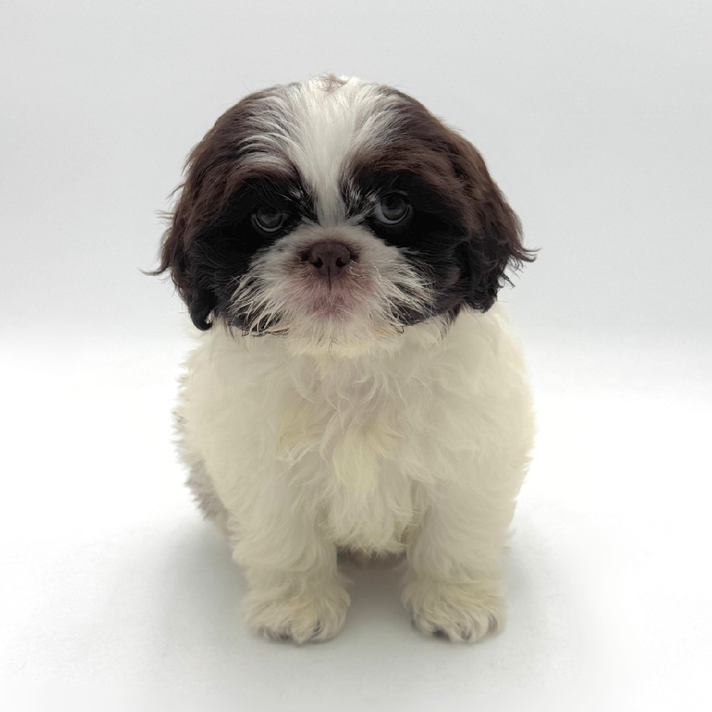 Image of a pet breed in the gallery