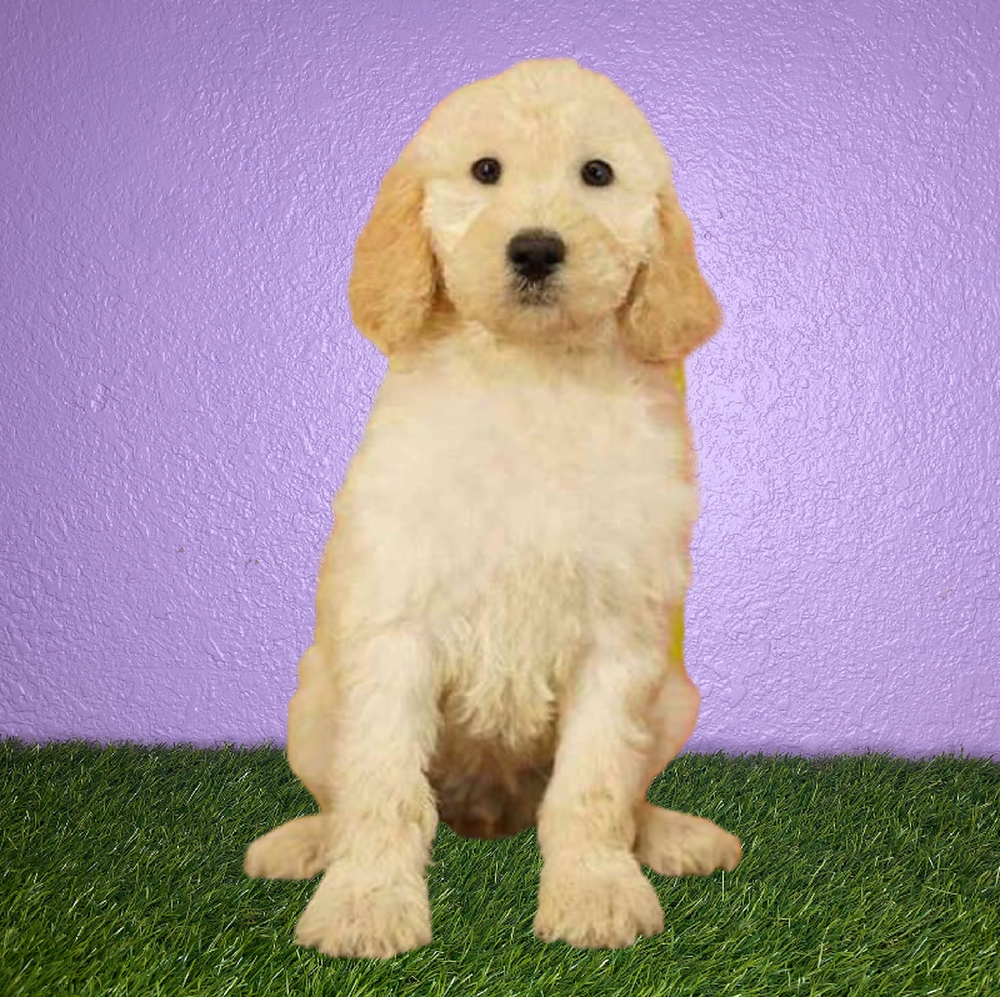 Female 2nd Gen Standard Goldendoodle Puppy for Sale in New Braunfels, TX