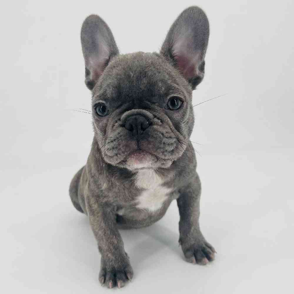 Male French Bulldog Puppy for Sale in Tolleson, AZ