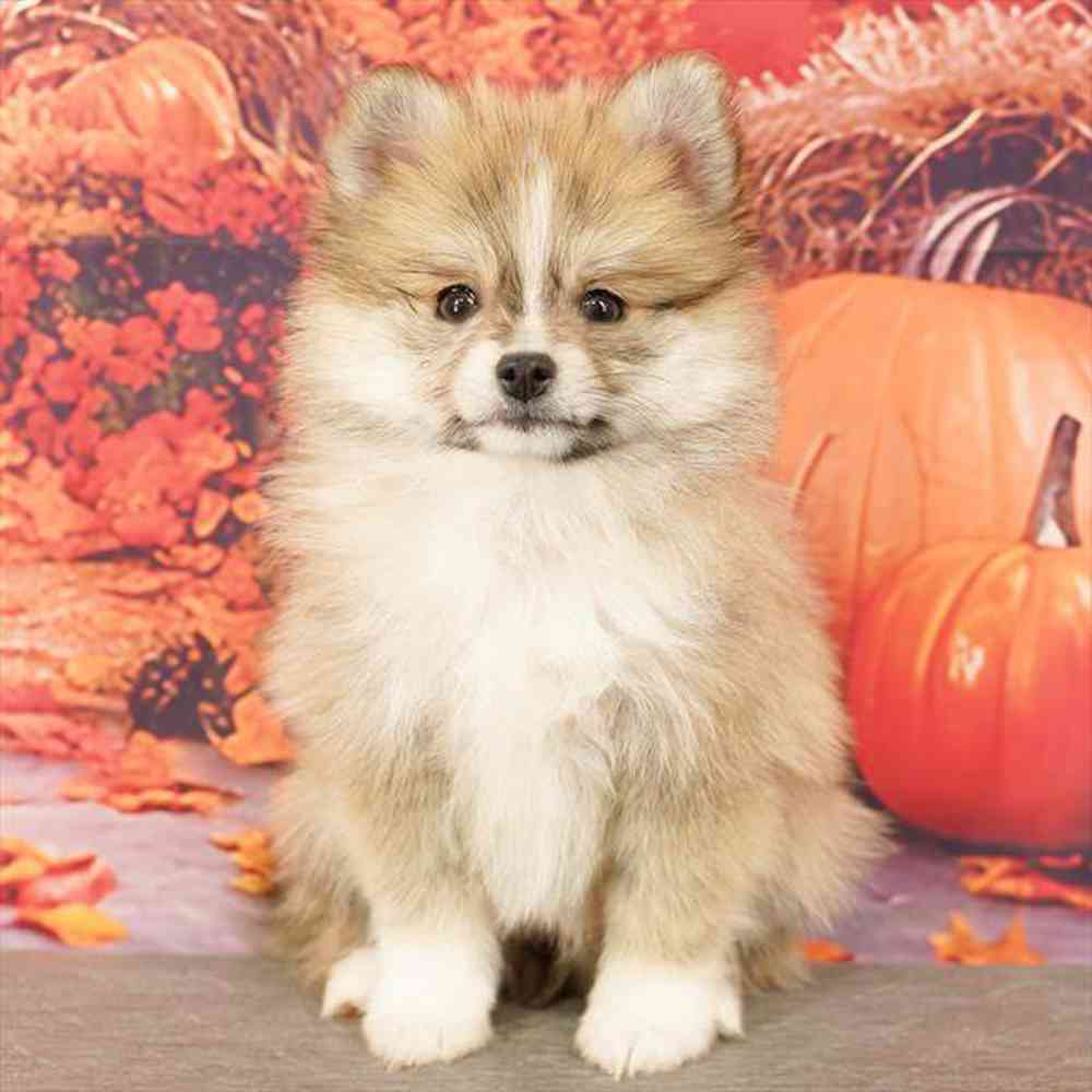 Image of a pet breed in the gallery