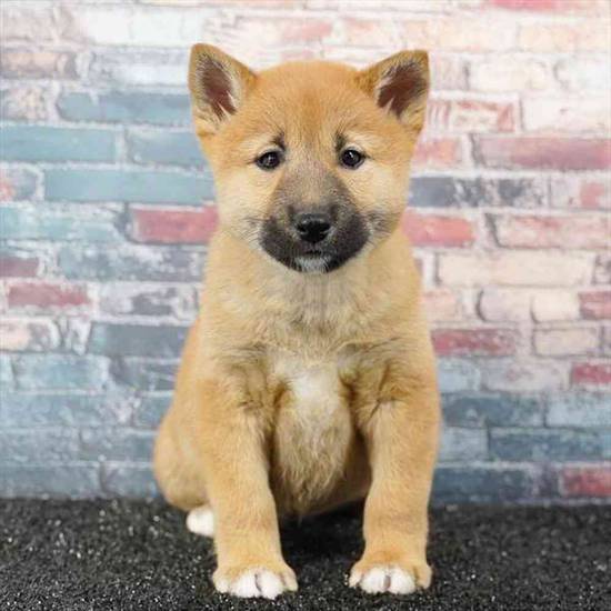Shiba Inu