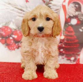 Cavapoo