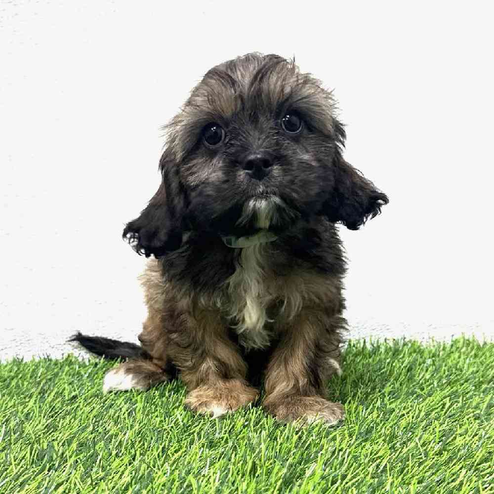 Image of a pet breed in the gallery