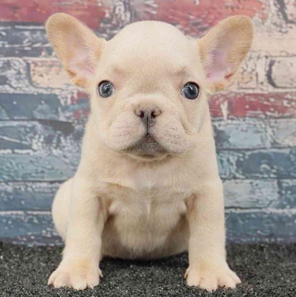 Image of a pet breed in the gallery