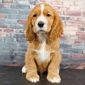 Cocker Spaniel