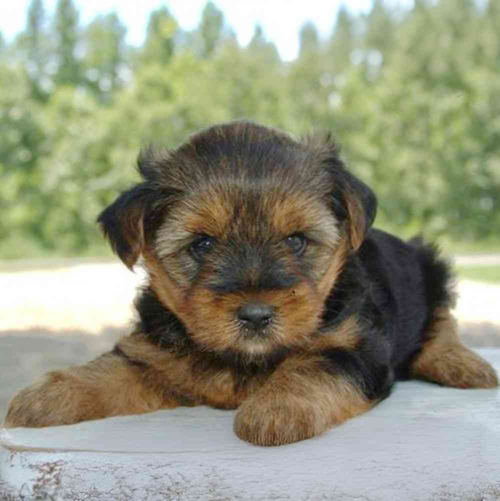 Image of a pet breed in the gallery