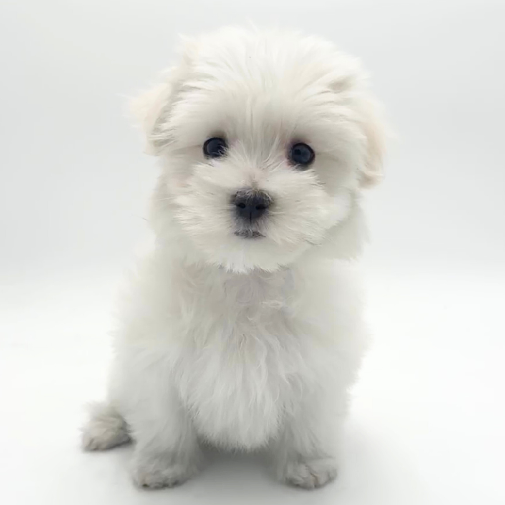 Image of a pet breed in the gallery