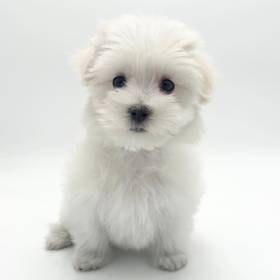 Maltese