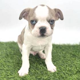 Frenchton