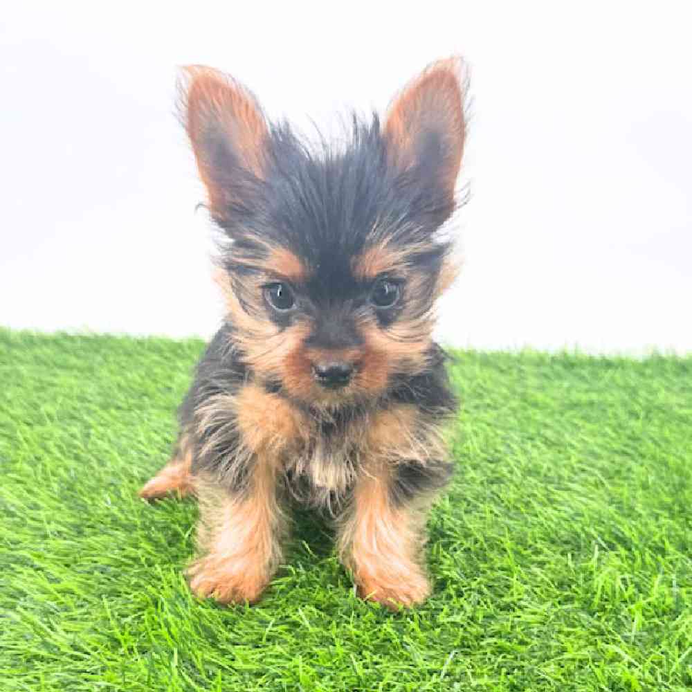 Image of a pet breed in the gallery