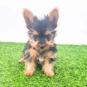 Yorkie