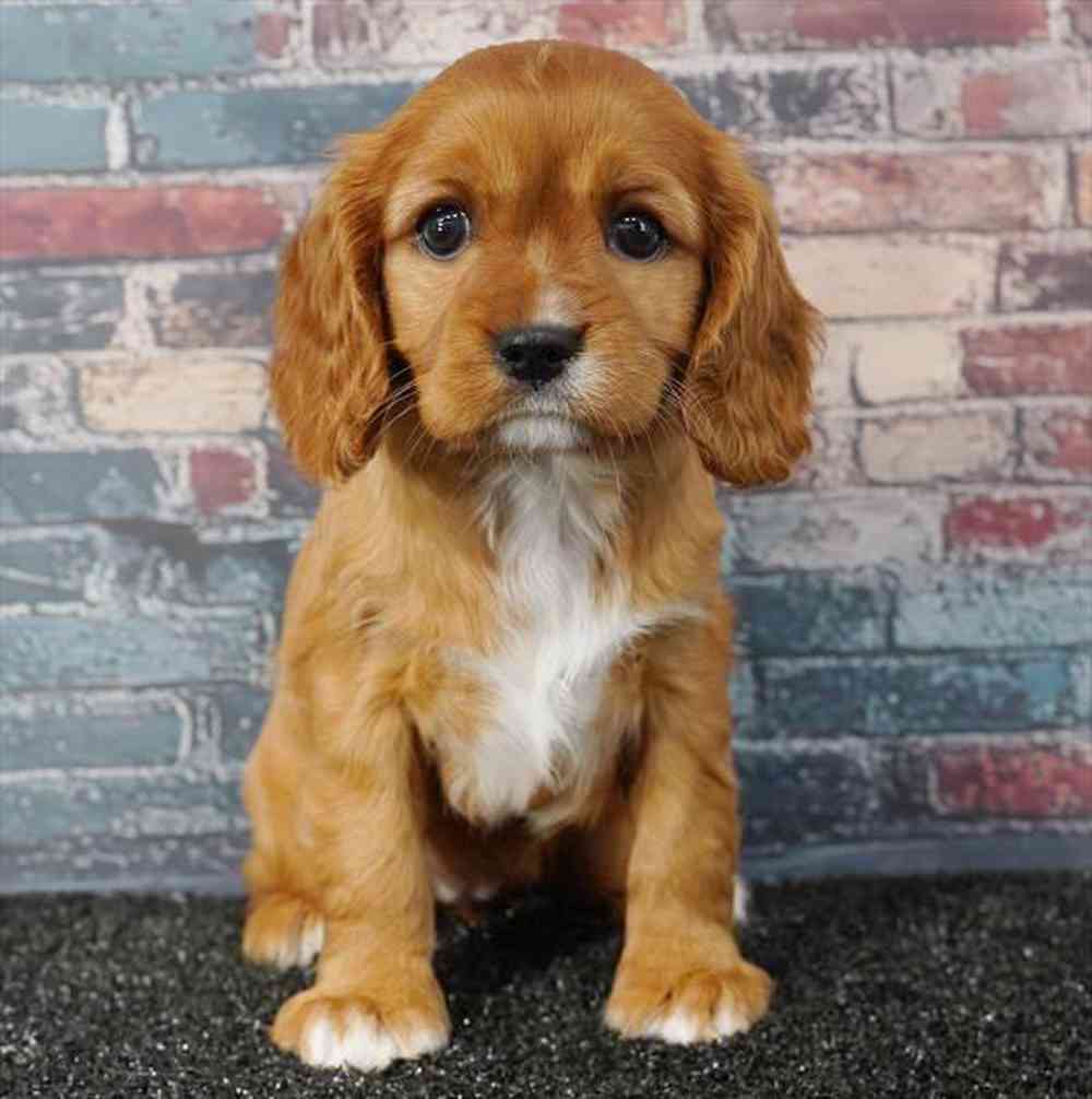 pet breed image