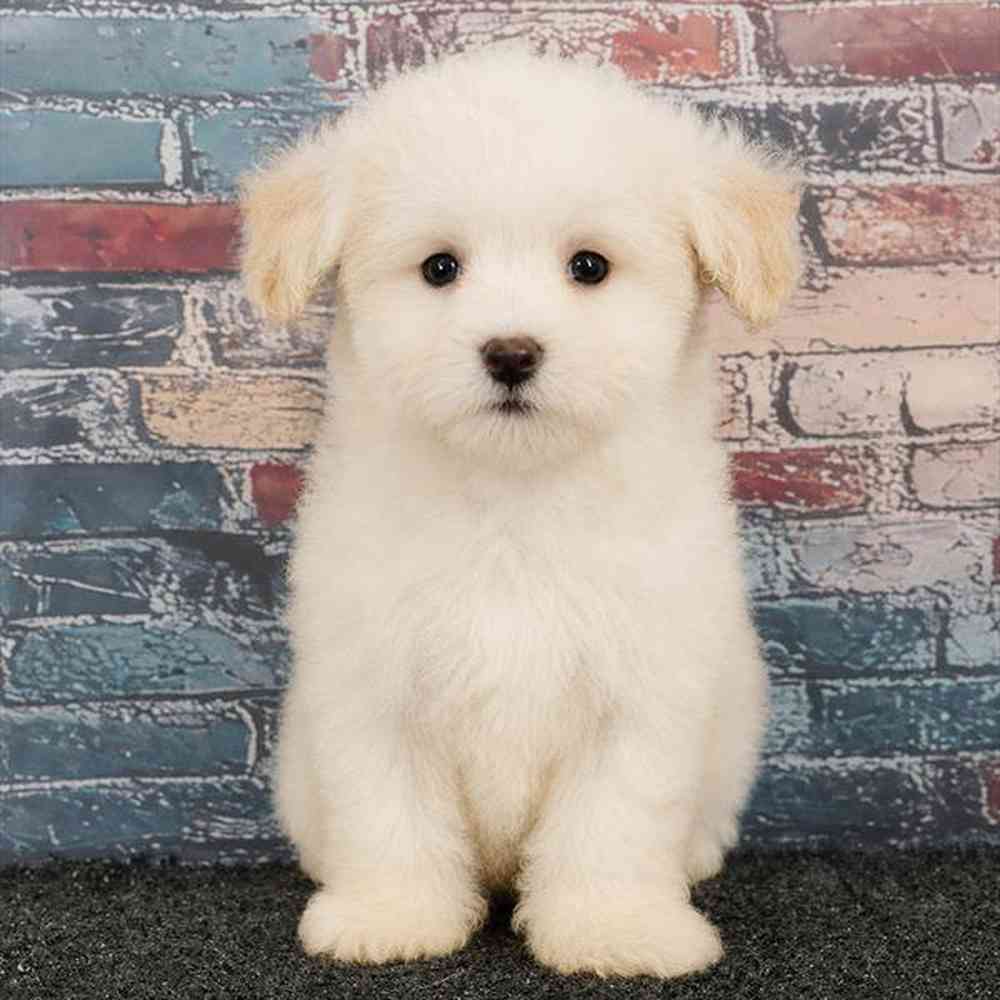 Image of a pet breed in the gallery